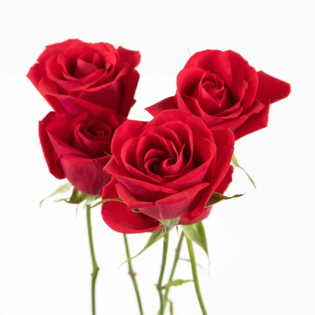 Red Spray Roses