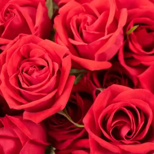 Red Spray Roses